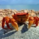 The Eased Crab's Avatar