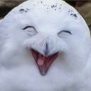 HaoXu97's Avatar