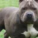 o_opitbullo_o's Avatar